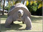 foto Flora e la Fauna alle Seychelles